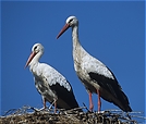 Störche auf Nest die II.