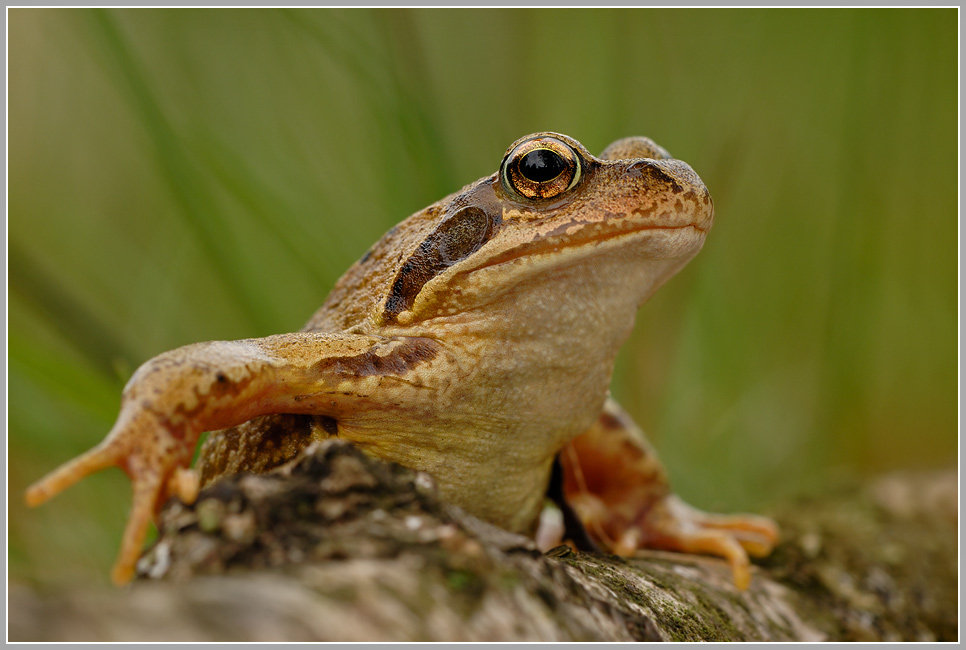 Grasfrosch (Rana temporaria)