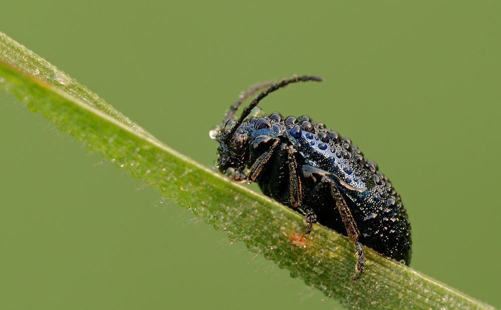 Käfer im Morgentau