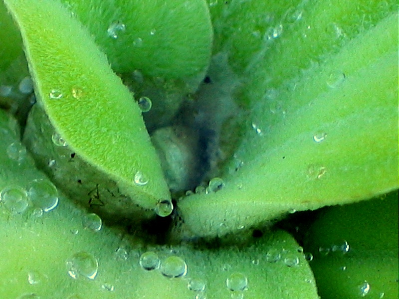 Pistia stratiotes