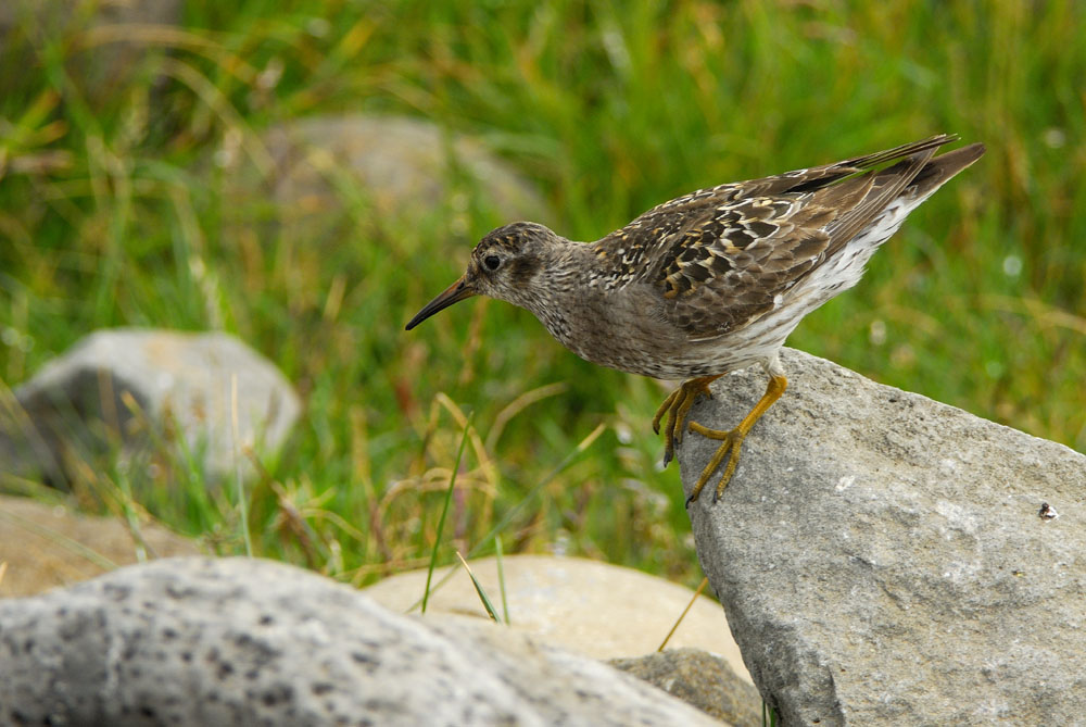 Meerstrandläufer - ND