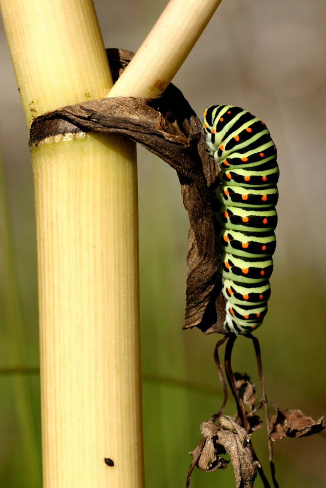 Raupe Schwalbenschwanz