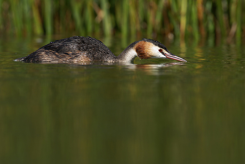 Haubentaucher (Podiceps cristatus) kurz nach und kurz vor dem (erneuten) Abtauchen ...