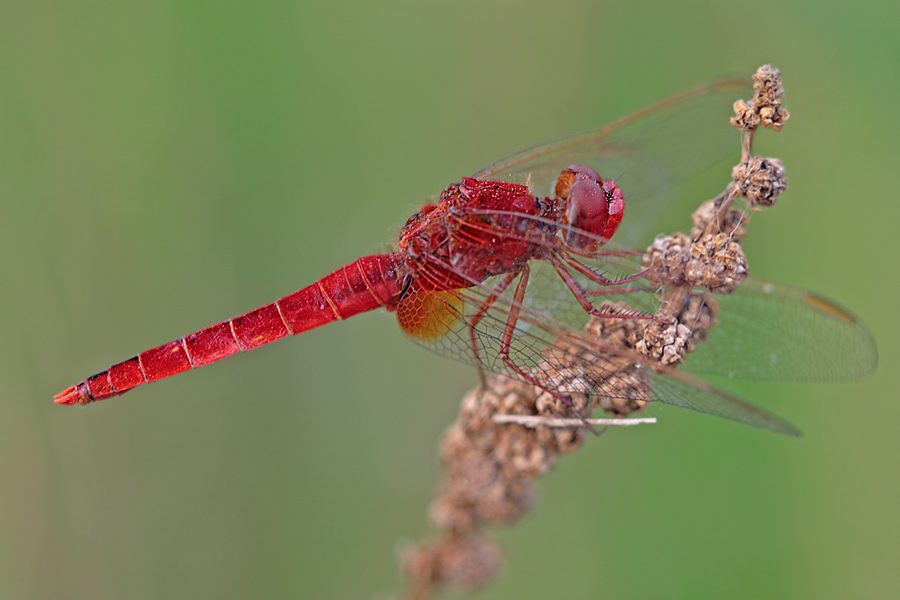 Feuerlibelle