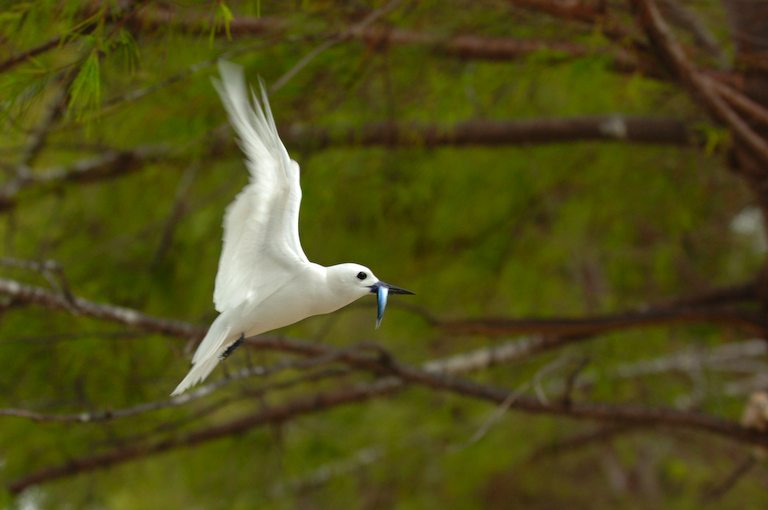 Fairy Tern ND