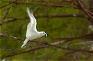 Fairy Tern ND