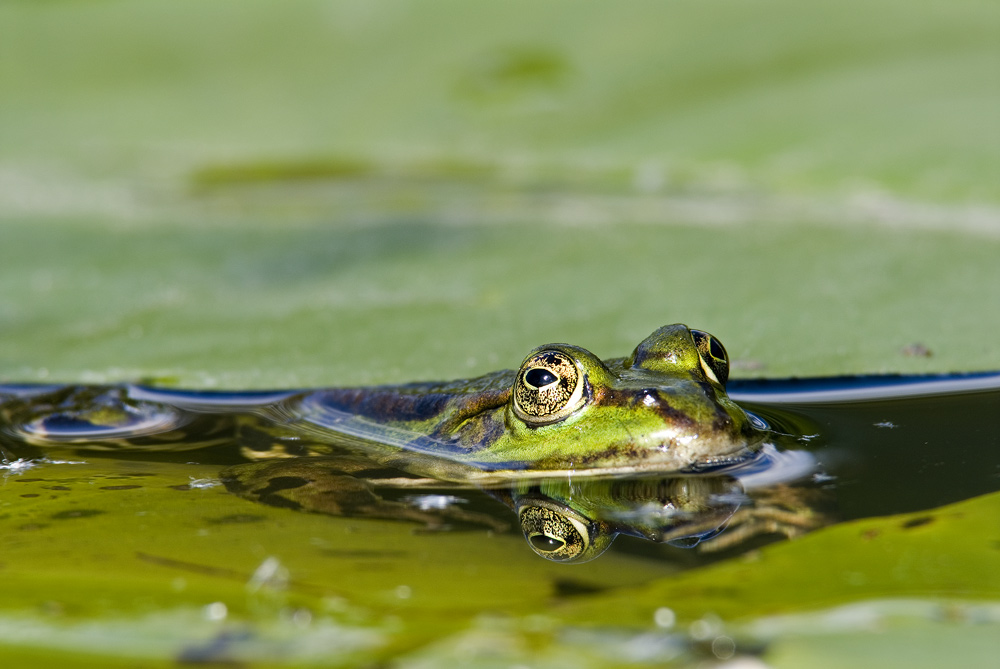 Wasserfrosch (Rana esculenta)