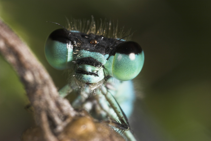 Libellen-Portrait ND