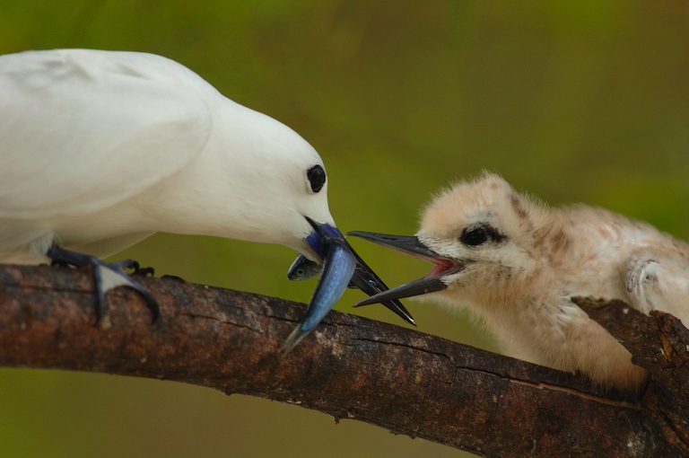 Fairy Tern  fuettert ihr Junges ND