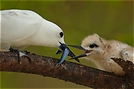 Fairy Tern  fuettert ihr Junges ND