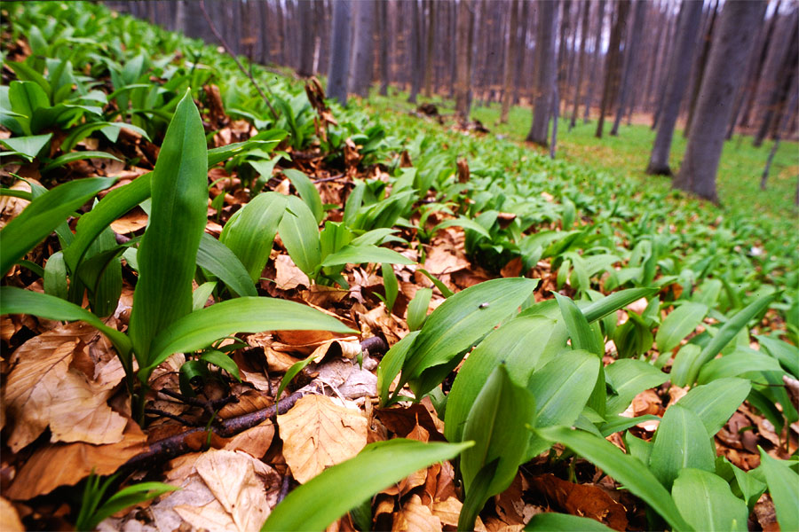 allium ursinum [ND]