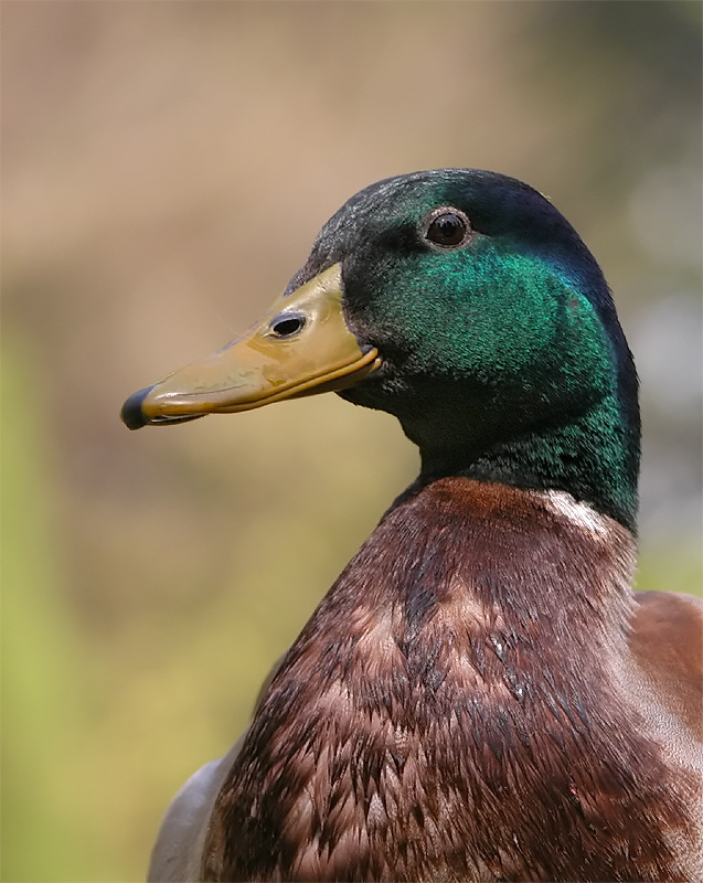 Stockerpel - Portait