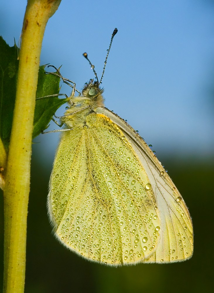 Der ganze Weissling (ND)