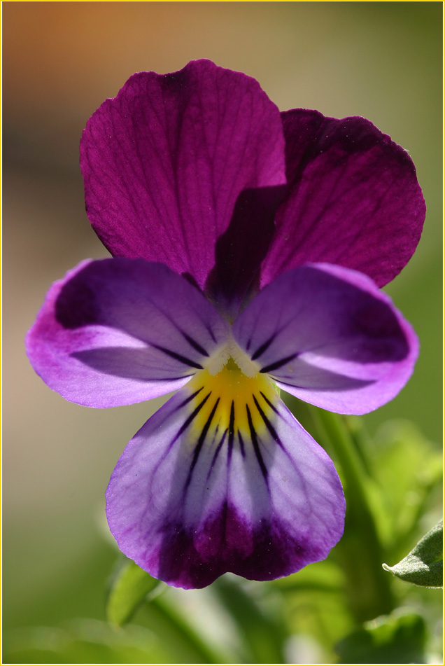 Viola tricolor, ND