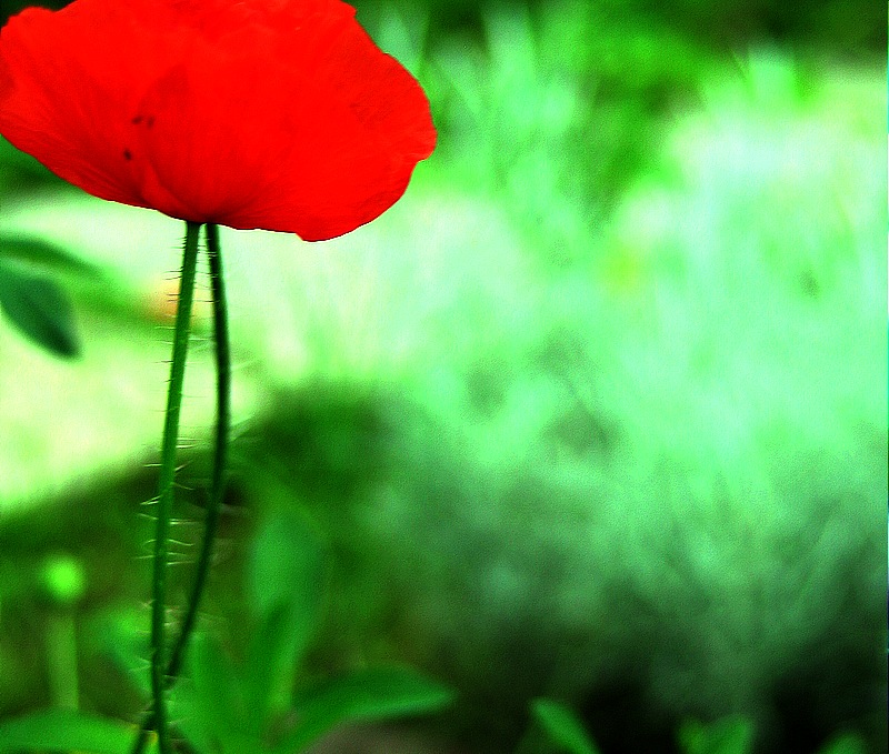 Roter Mohn