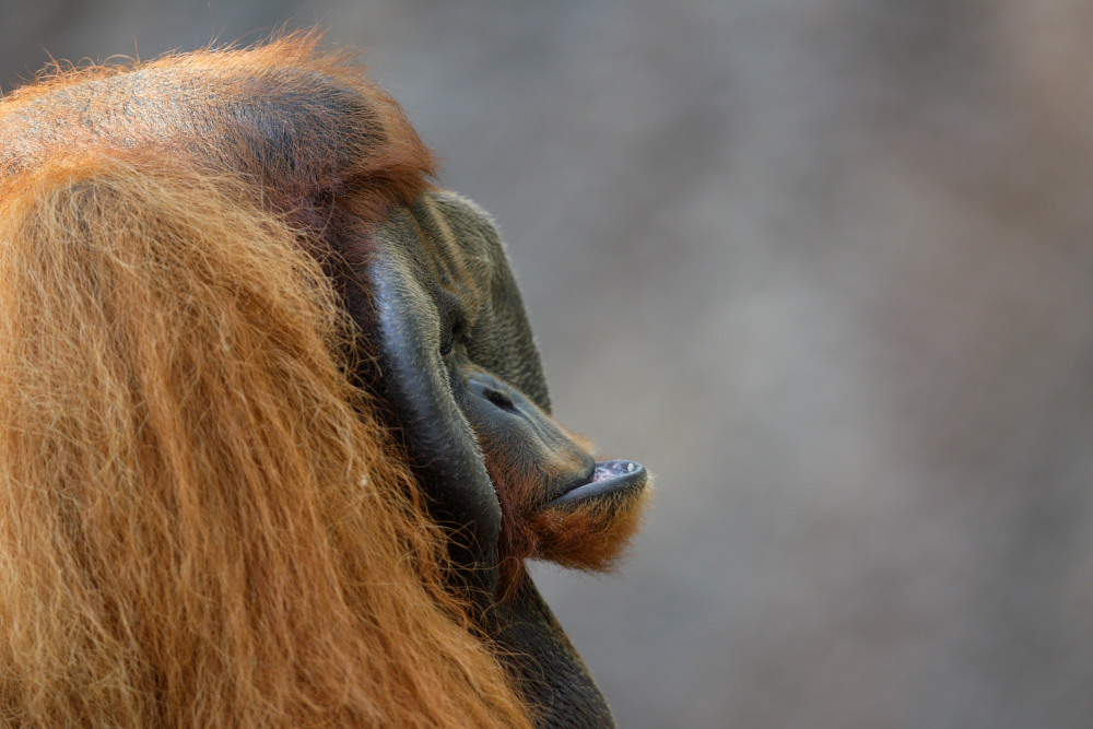 Pongo pygmaeus abeli ZO