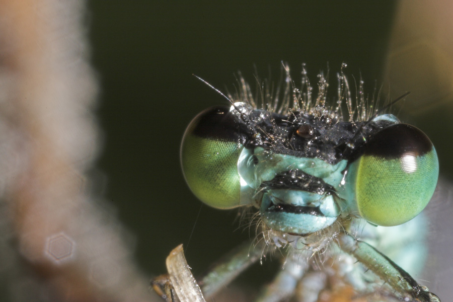 Libellen-Portrait ND