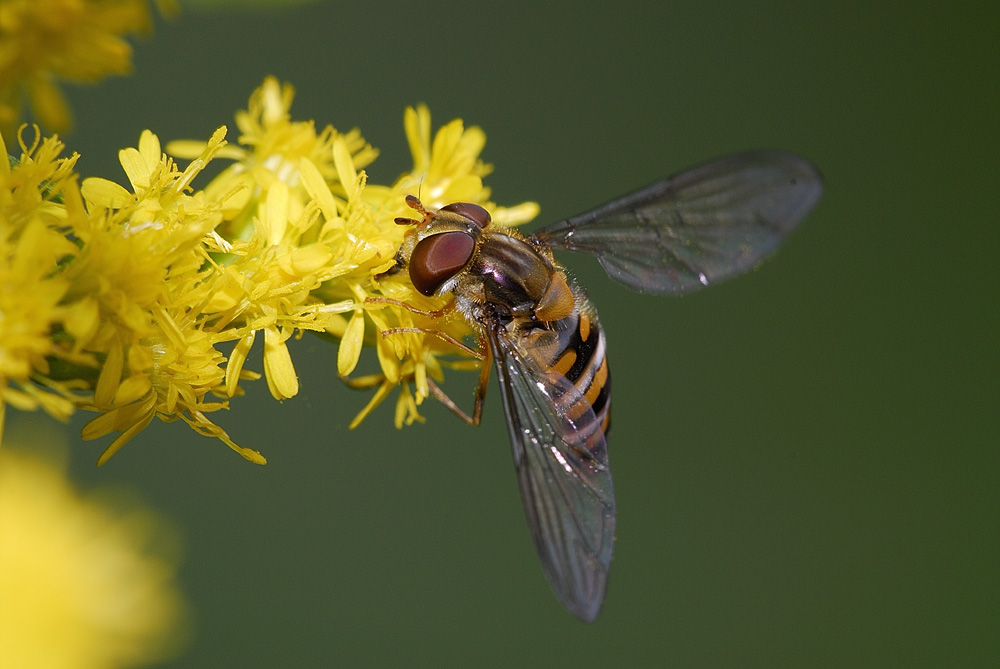 Schwebfliege auf Goldrute - ND