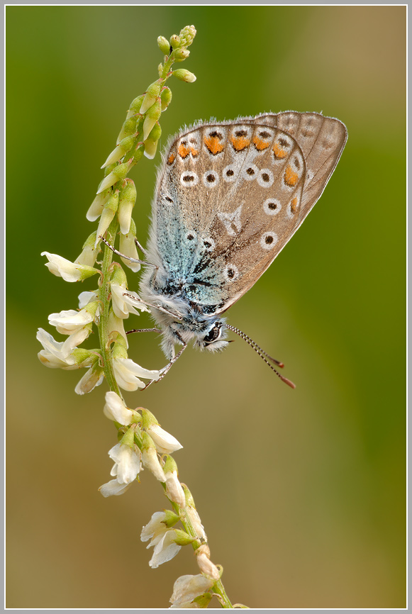 Gemeiner Bläuling (Polyommatus icarus)