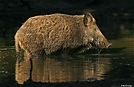 Wildschwein