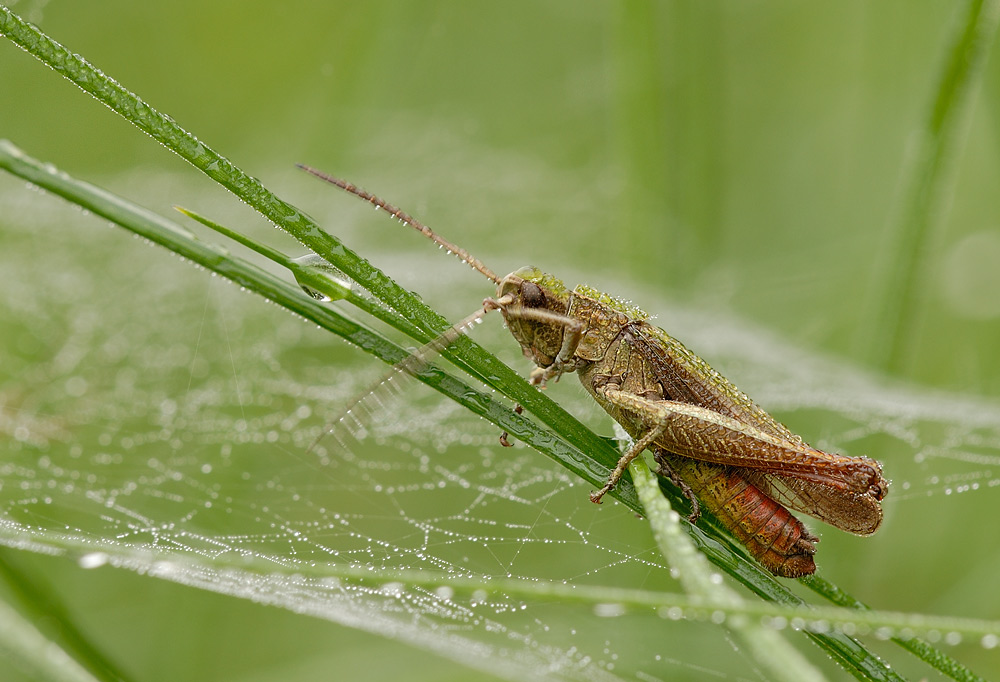 Grashüpfer