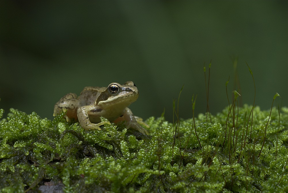 Grasfrosch KD