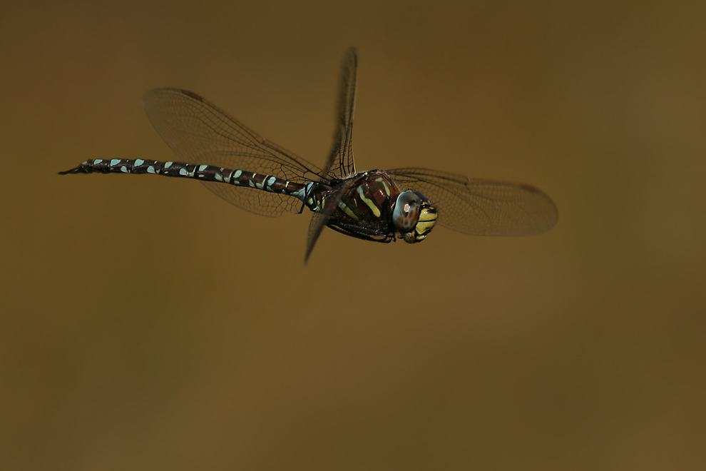 Torf-Mosaikjungfer (Aeshna juncea)