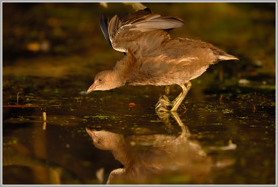 Teichhuhn (Gallinula chloropus)