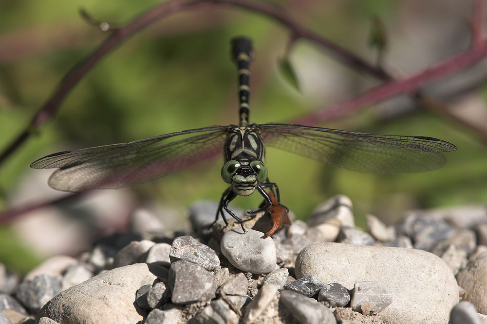 ND: Kleine Zangenlibelle
