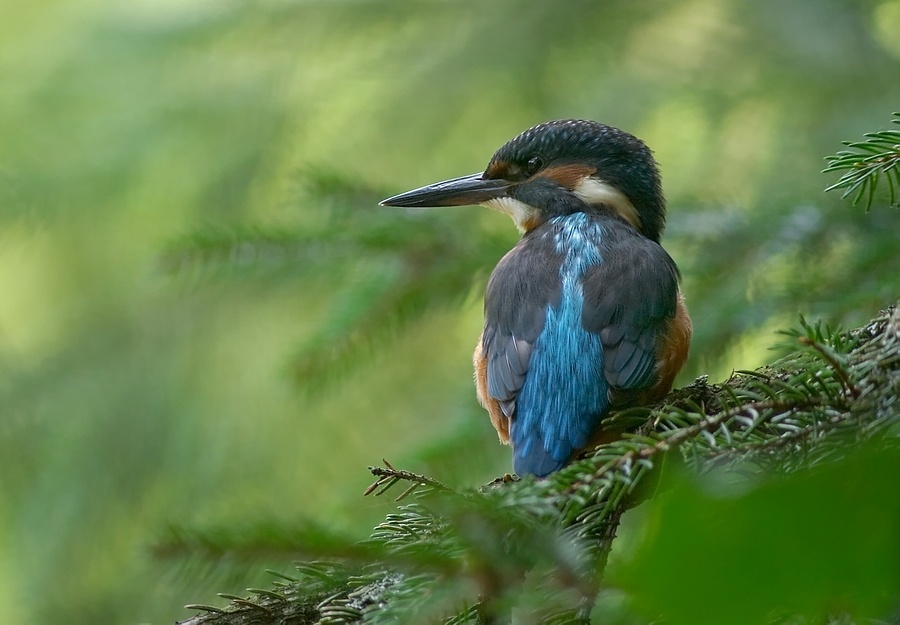 Fichten-Eisvogel  ND