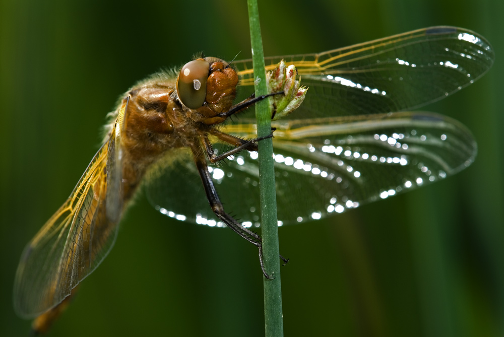 Spitzflecklibelle