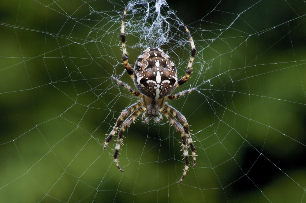 Kreuzspinne