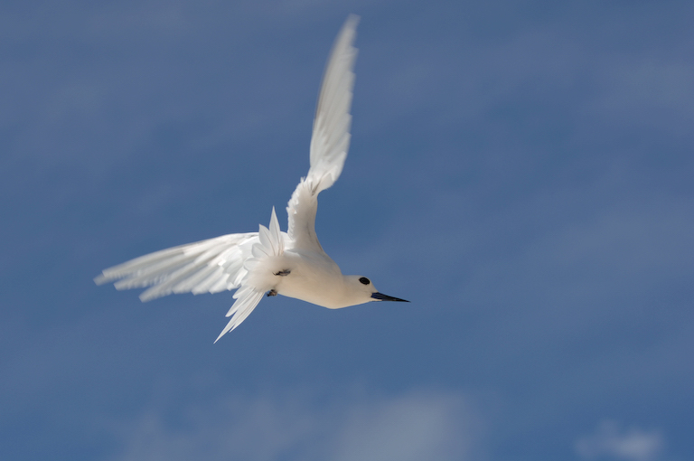 Flugstudie ND