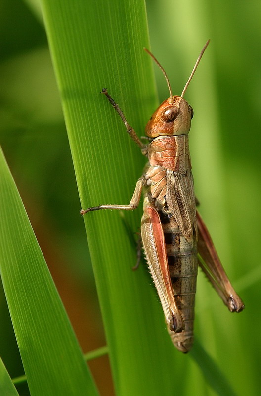 Grashüpfer - ND