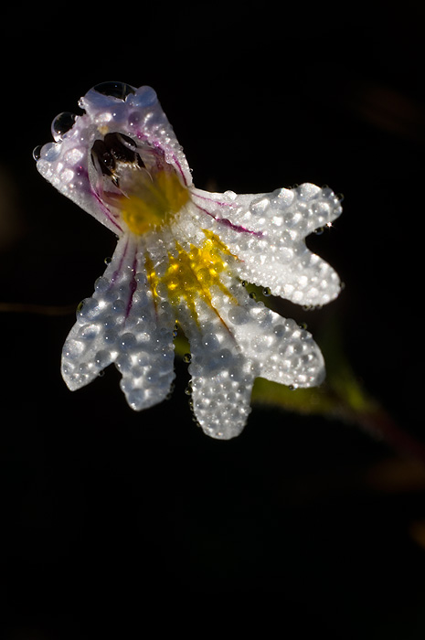 blüte [ND]