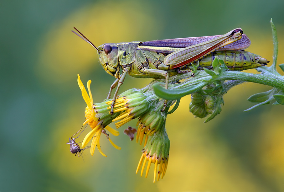 Sumpfschrecke (Mecostethus crossus)