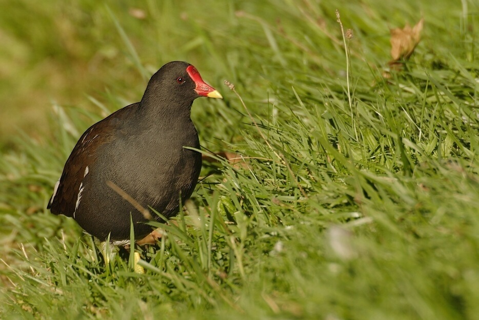 Teichhuhn ND