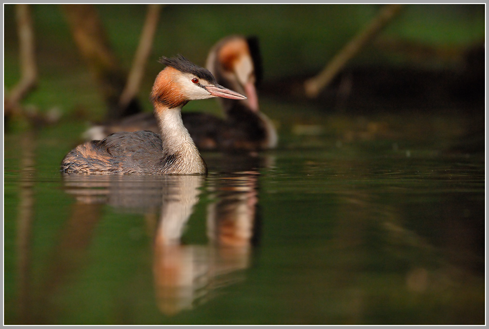 Haubentaucher (Podiceps cristatus)