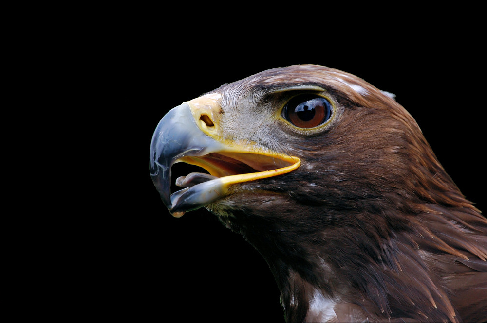 Schreiadler Zo