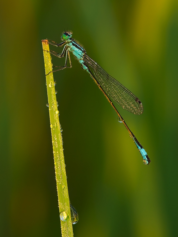 Grosse Pechlibelle - Ischnura elegans (ND)