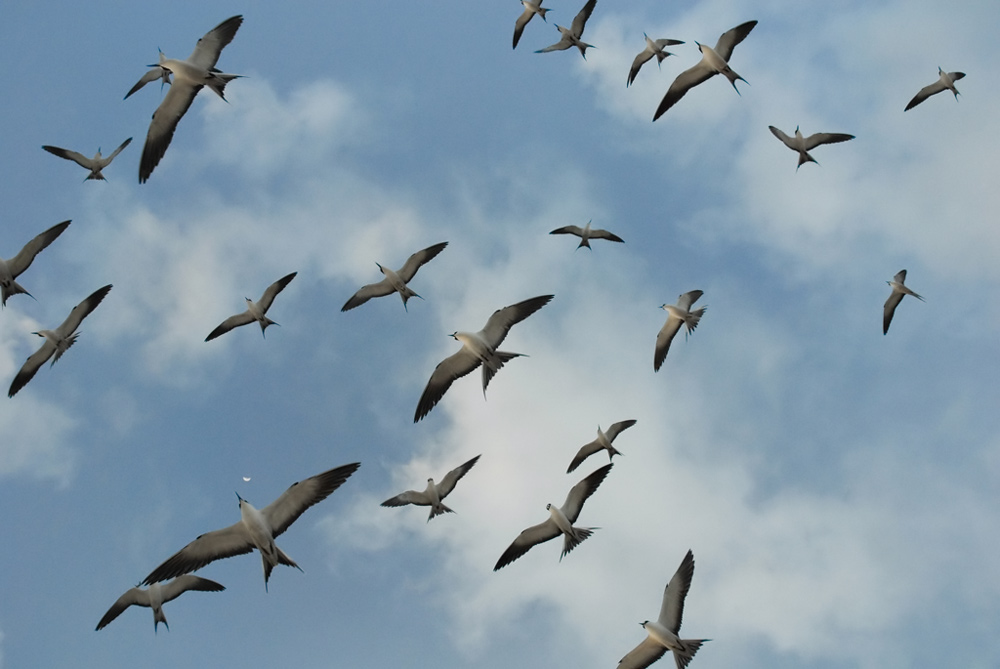 Sooty Tern Reload