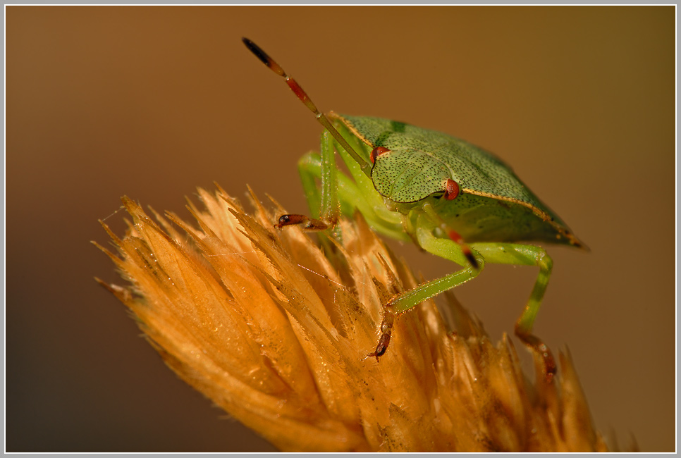 Grüne Stinkwanze (Palomena prasina)