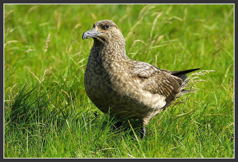 Noch ne Skua - ND