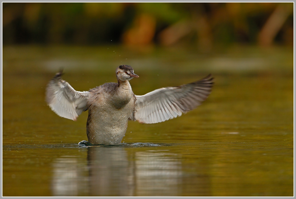 Haubentaucher (Podiceps cristatus), Jungtier