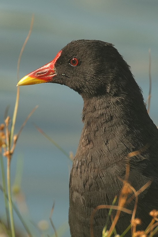 Teichhuhn ND