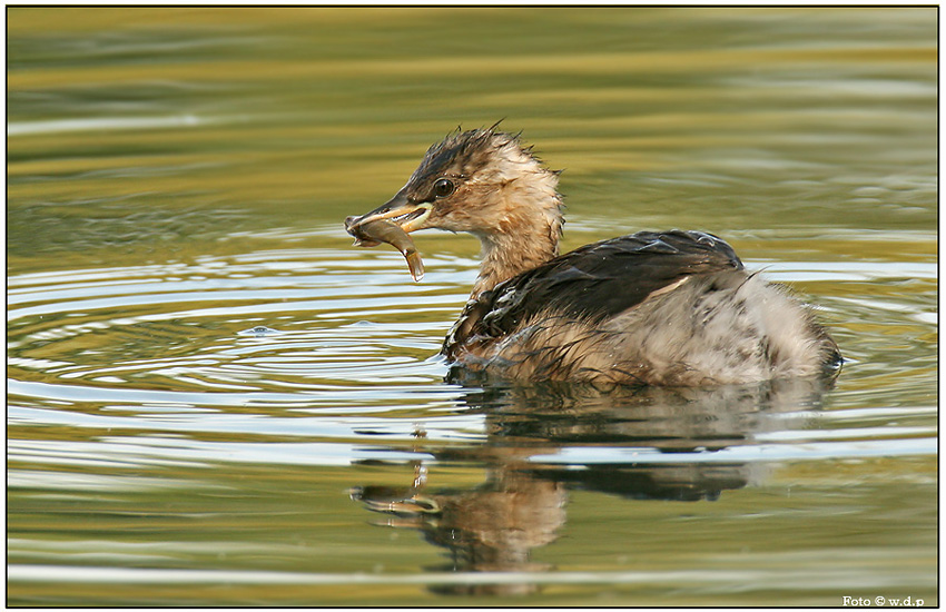 Zwergtaucher