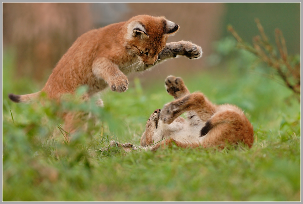 Luchs (Lynx lynx)