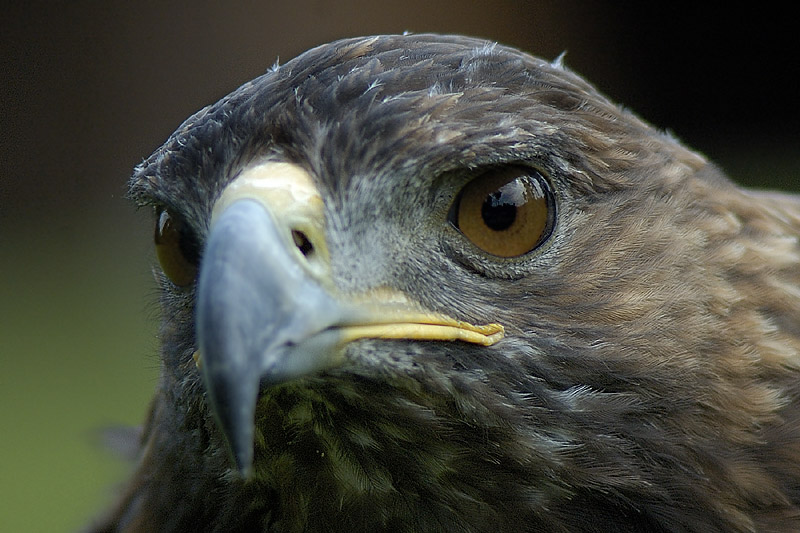 Steinadler