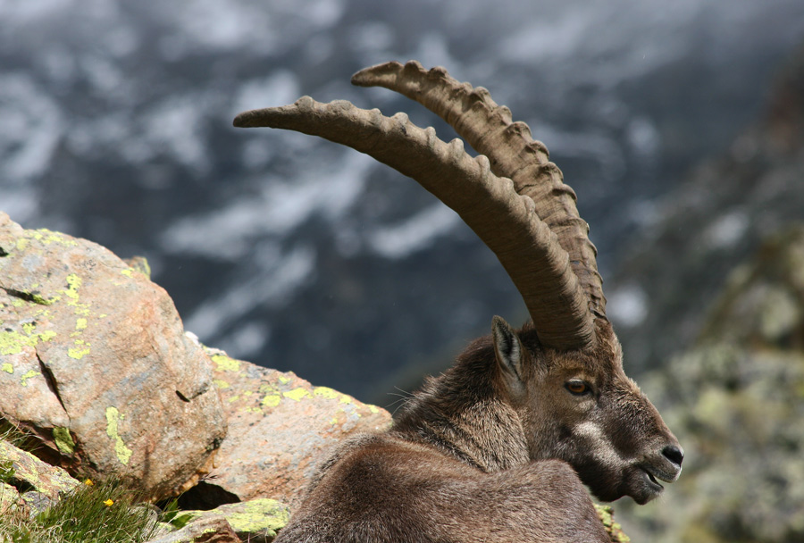 Alpensteinbock, ND