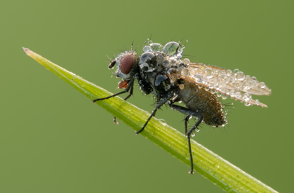 Fliege